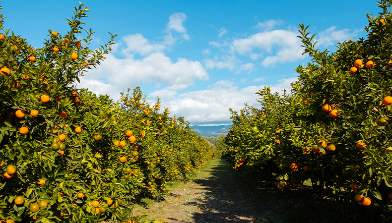 Hidden_Tangerine Picking